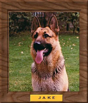 Jake the Wonder Dog Headshot Image