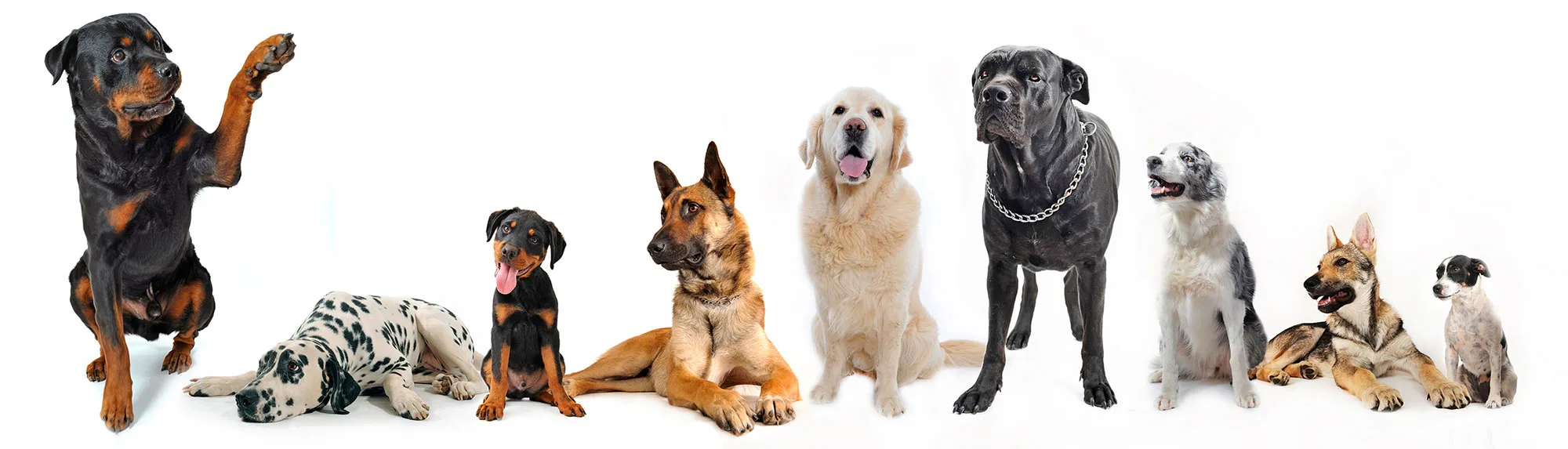 Row_of_dogs Different breeds of dogs