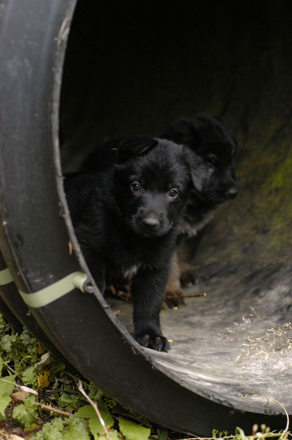 Black puppies hiding inside a huge pipe