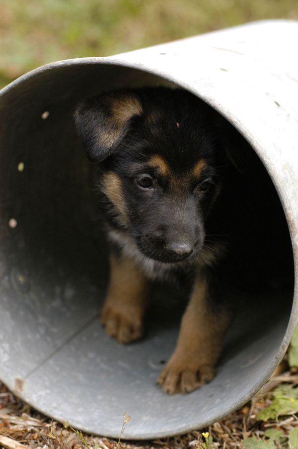A puppy inside a tin bucket