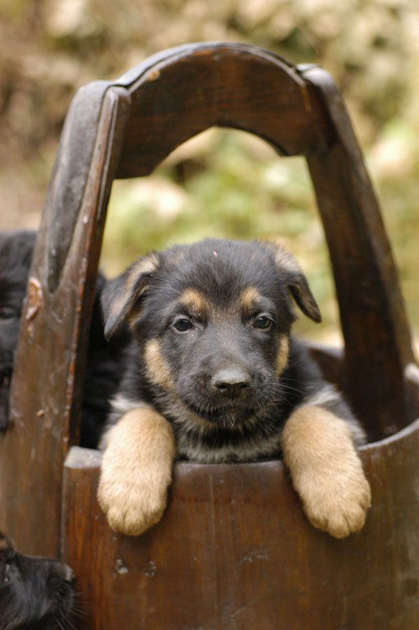 A puppy inside a wooden bucket