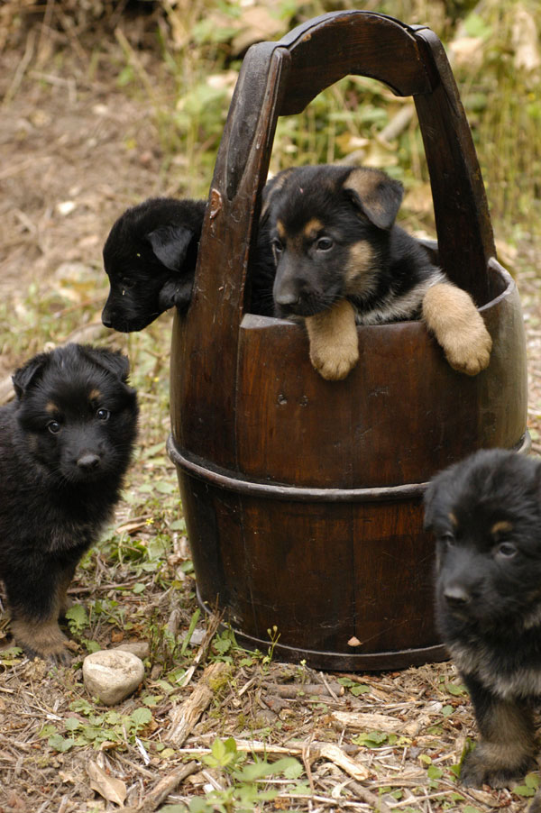 Puppies inside a wooden barrel