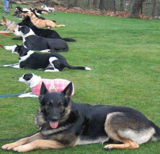 Dogs lying on the ground