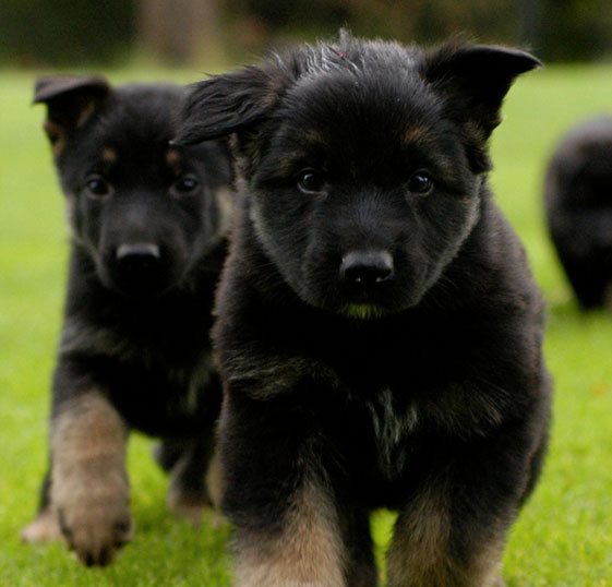 Two black puppies running on the grass