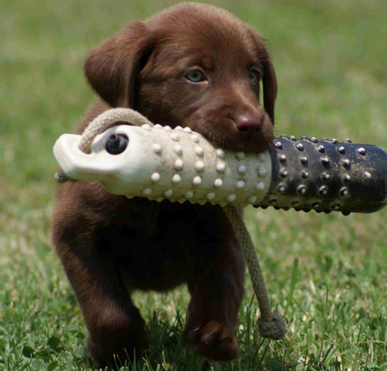 A brown dog biting a toy