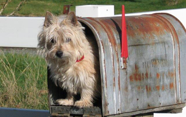 A dog inside a mailbox